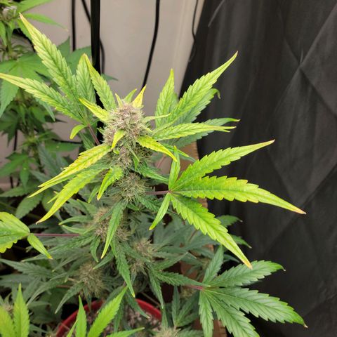 Tropicana Cookies Auto growlog timeline photo