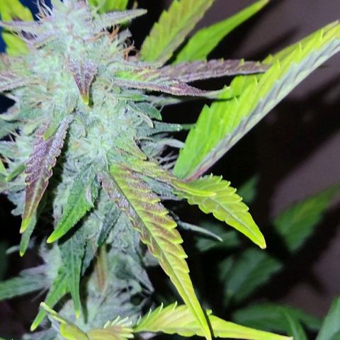 Tropicana Cookies Auto growlog timeline photo