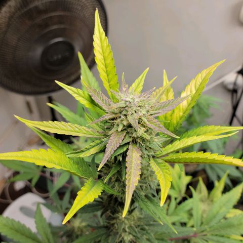 Tropicana Cookies Auto growlog timeline photo