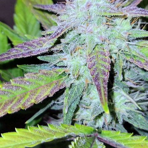 Tropicana Cookies Auto growlog timeline photo