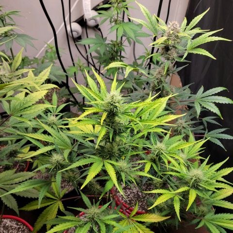 Tropicana Cookies Auto growlog timeline photo