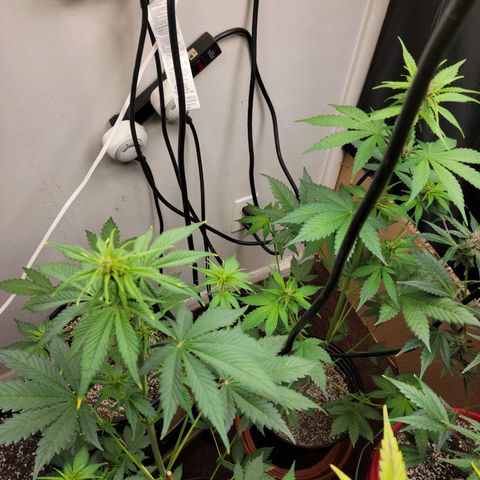 Red Poison Auto growlog timeline photo
