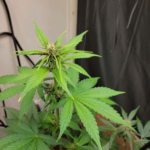 Red Poison Auto growlog timeline photo