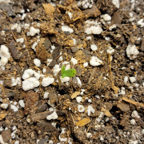 Critical 2.0 Auto growlog timeline photo
