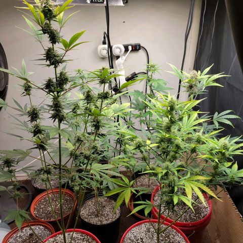 Tropicana Cookies Auto growlog timeline photo