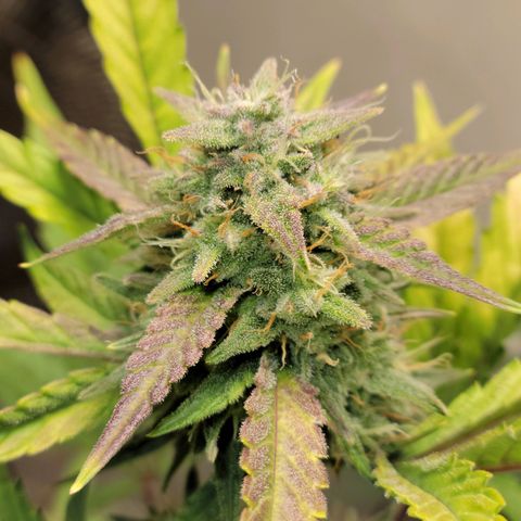 Tropicana Cookies Auto growlog timeline photo