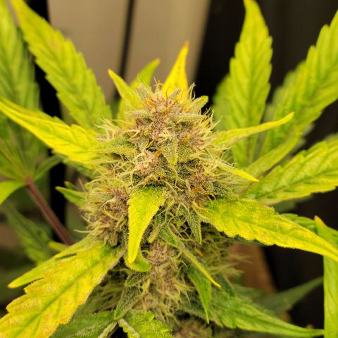 Tropicana Cookies Auto growlog timeline photo