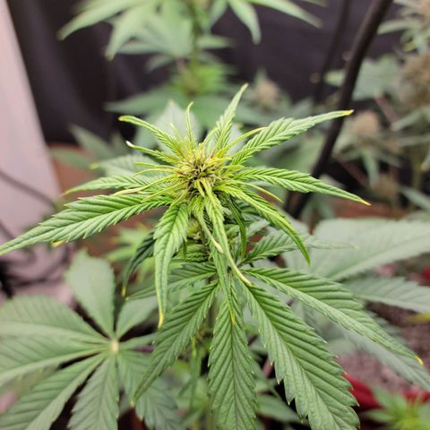 Red Poison Auto growlog timeline photo