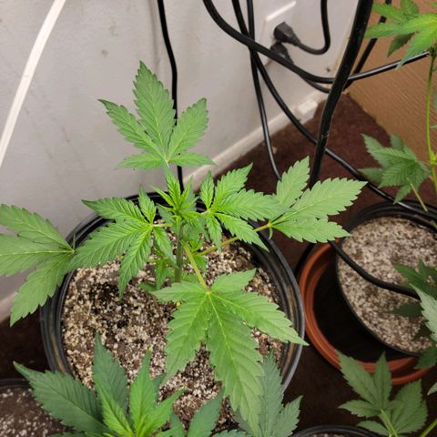 Red Poison Auto growlog timeline photo