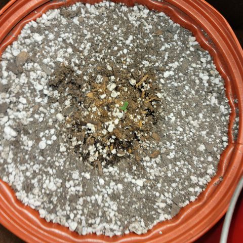 Critical 2.0 Auto growlog timeline photo