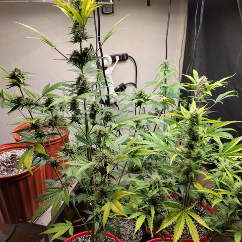Tropicana Cookies Auto growlog timeline photo