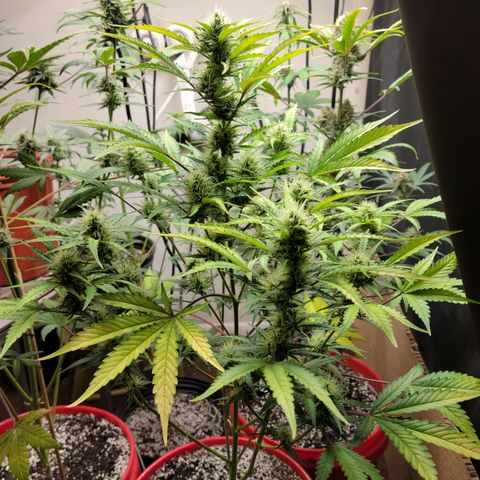 Tropicana Cookies Auto growlog timeline photo