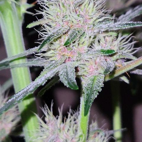 Tropicana Cookies Auto growlog timeline photo