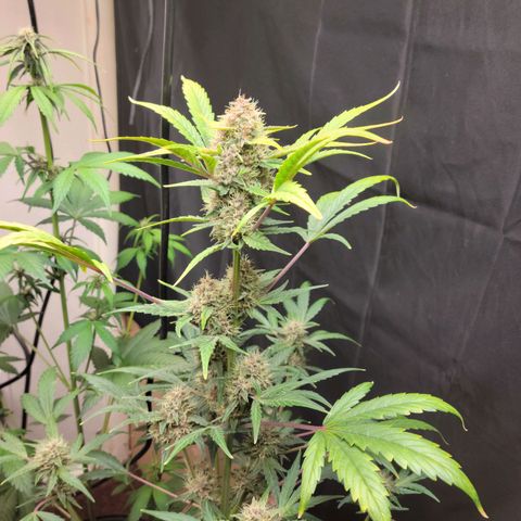 Tropicana Cookies Auto growlog timeline photo
