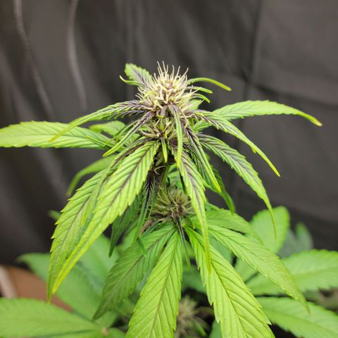Red Poison Auto growlog timeline photo