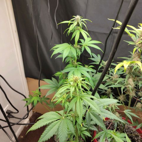 Red Poison Auto growlog timeline photo