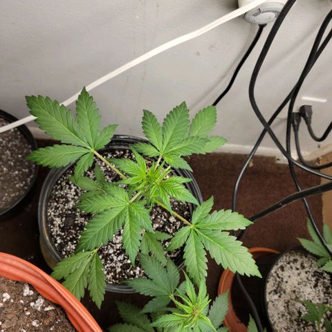 Red Poison Auto growlog timeline photo