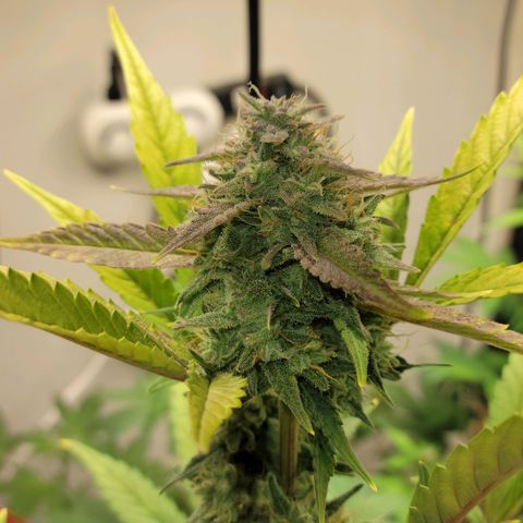 Tropicana Cookies Auto growlog timeline photo