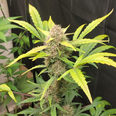 Tropicana Cookies Auto growlog timeline photo