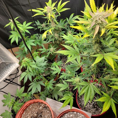Tropicana Cookies Auto growlog timeline photo