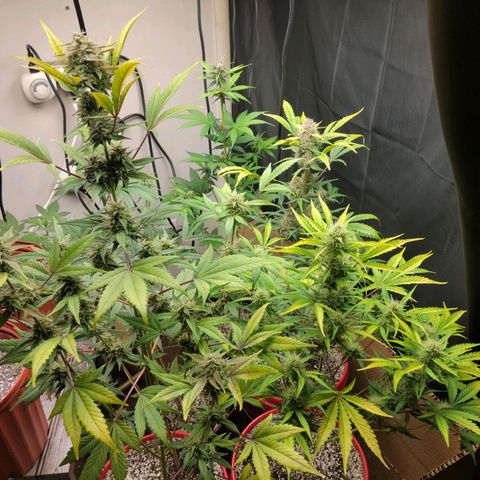 Tropicana Cookies Auto growlog timeline photo