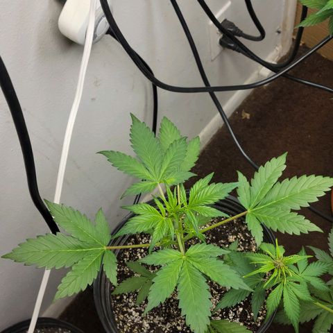 Red Poison Auto growlog timeline photo