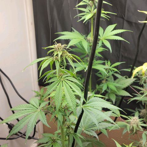 Red Poison Auto growlog timeline photo