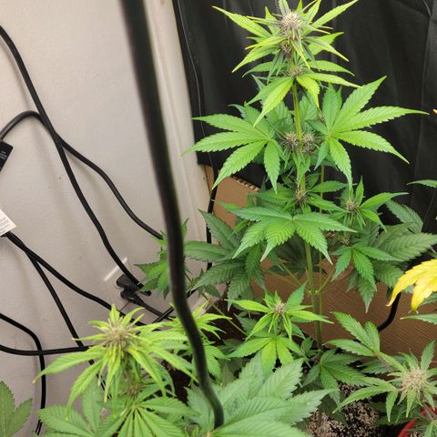 Red Poison Auto growlog timeline photo