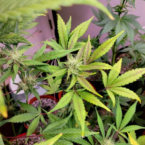 Tropicana Cookies Auto growlog timeline photo
