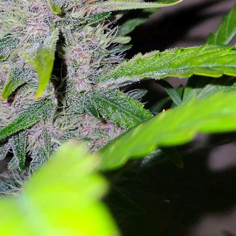 Tropicana Cookies Auto growlog timeline photo