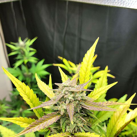 Tropicana Cookies Auto growlog timeline photo