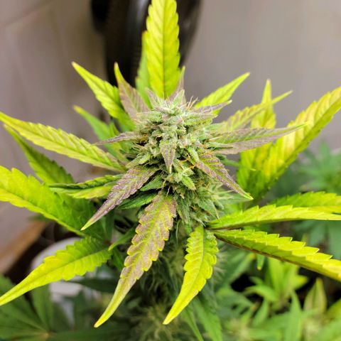 Tropicana Cookies Auto growlog timeline photo
