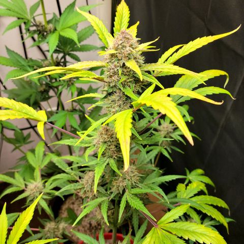 Tropicana Cookies Auto growlog timeline photo