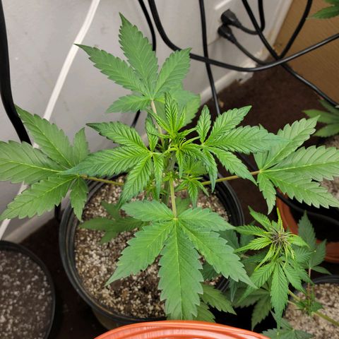 Red Poison Auto growlog timeline photo