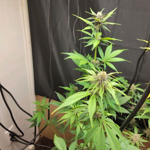 Red Poison Auto growlog timeline photo