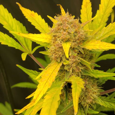 Tropicana Cookies Auto growlog timeline photo