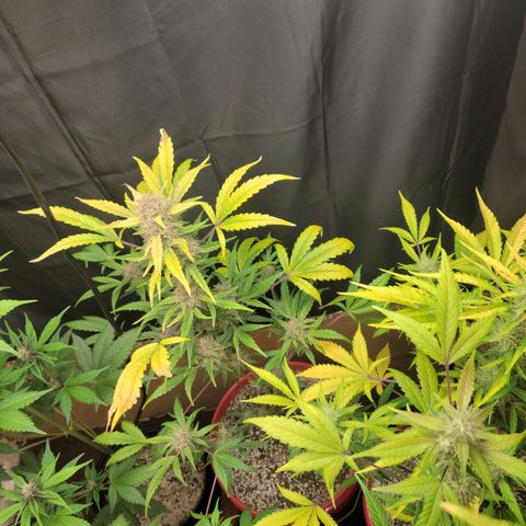 Tropicana Cookies Auto growlog timeline photo