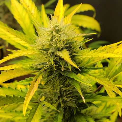 Tropicana Cookies Auto growlog timeline photo