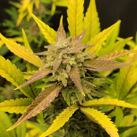 Tropicana Cookies Auto growlog timeline photo