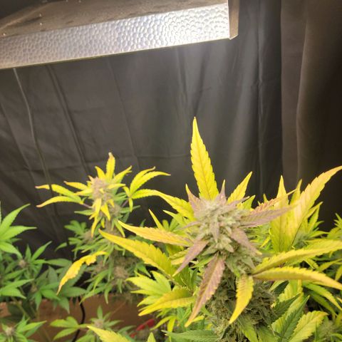Tropicana Cookies Auto growlog timeline photo