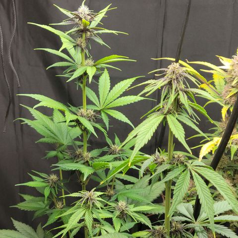 Red Poison Auto growlog timeline photo