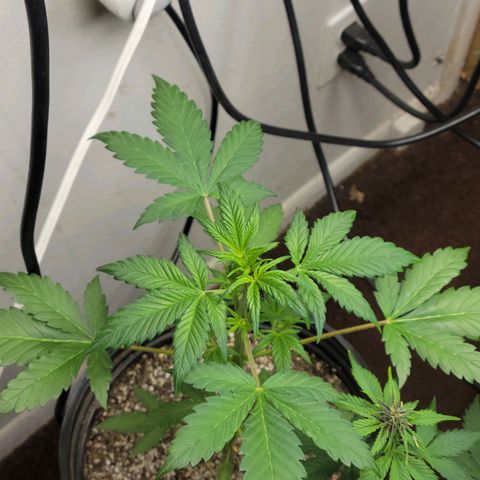 Red Poison Auto growlog timeline photo
