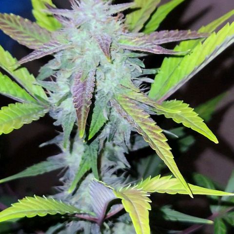 Tropicana Cookies Auto growlog timeline photo