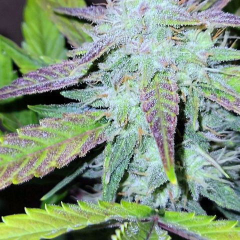 Tropicana Cookies Auto growlog timeline photo