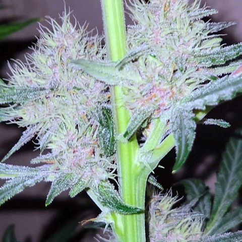 Tropicana Cookies Auto growlog timeline photo