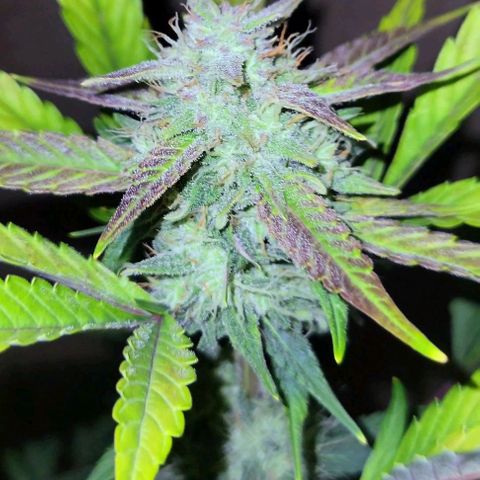 Tropicana Cookies Auto growlog timeline photo