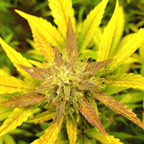 Tropicana Cookies Auto growlog timeline photo