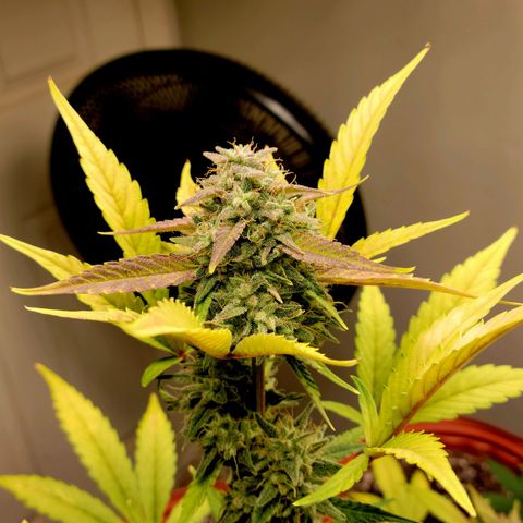 Tropicana Cookies Auto growlog timeline photo