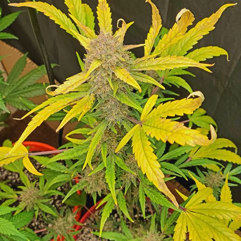Tropicana Cookies Auto growlog timeline photo