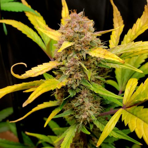 Tropicana Cookies Auto growlog timeline photo